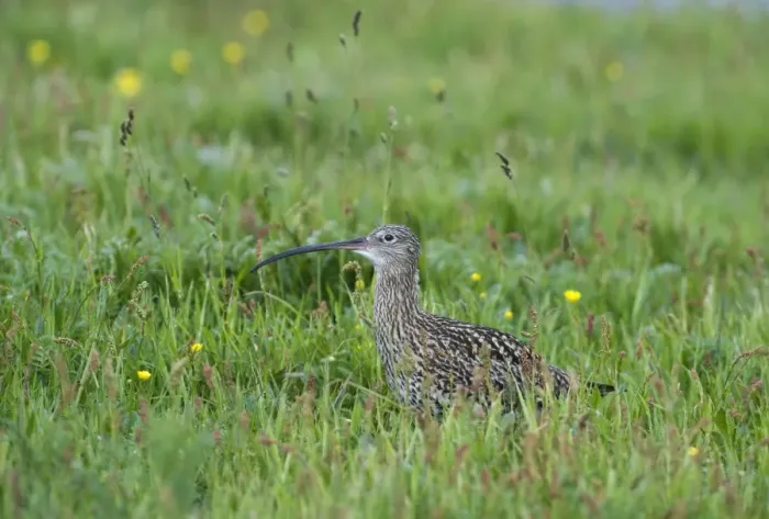 Framed Print : Curlew Numenius arquata Shetland June Framed Print : Curlew Numenius arquata Shetland June