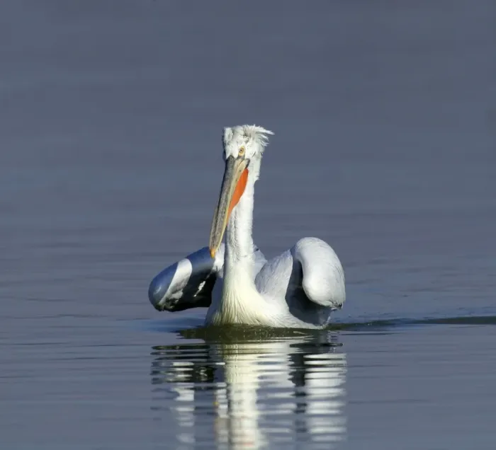 Framed Print : Dalmatian Pelican Pelicanus crispus adult Lake Kerkini Greece January