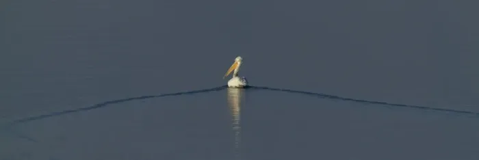 Framed Print : Dalmatian Pelican Pelicanus crispus adult Lake Kerkini Greece January