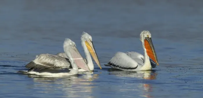 Framed Print : Dalmatian Pelican Pelicanus crispus adult pair with immature Lake Kerkini Greece January Framed Print : Dalmatian Pelican Pelicanus crispus adult pair with immature Lake Kerkini Greece January