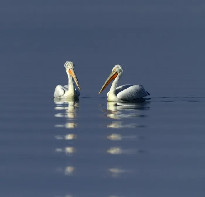 Framed Print : Dalmatian Pelican Pelicanus crispus adults Lake Kerkini Greece January Framed Print : Dalmatian Pelican Pelicanus crispus adults Lake Kerkini Greece January