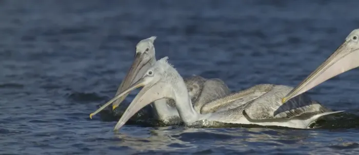 Framed Print : Dalmatian Pelican Pelicanus crispus immatures fishing Lake Kerkini Greece January