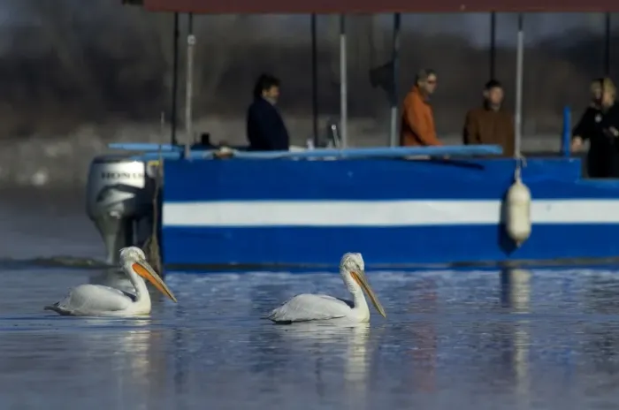 Framed Print : Dalmatian Pelican, Pelicanus crispus and tourists on bird watching tour Lake Kerkini Framed Print : Dalmatian Pelican, Pelicanus crispus and tourists on bird watching tour Lake Kerkini