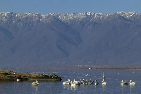 Dalmatian Pelicans Pelicanus crispus around fishing nets Lake Kerkini Greece January