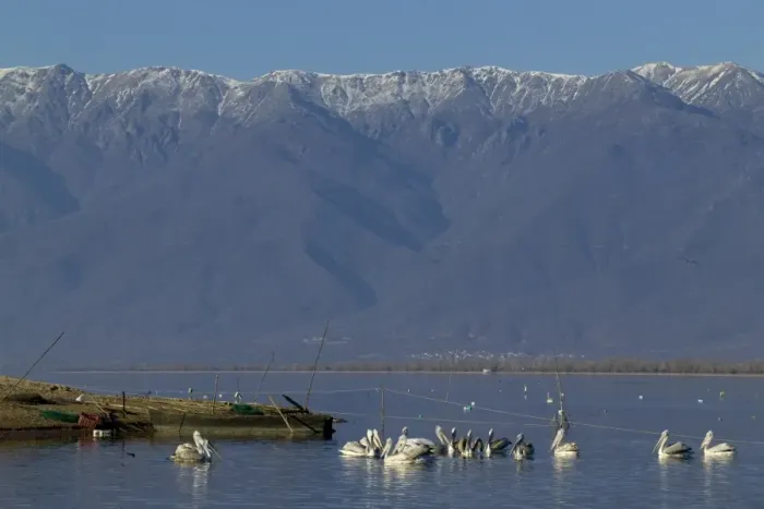Framed Print : Dalmatian Pelicans Pelicanus crispus around fishing nets Lake Kerkini Greece January Framed Print : Dalmatian Pelicans Pelicanus crispus around fishing nets Lake Kerkini Greece January