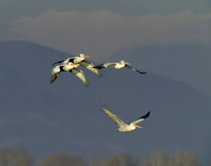 Framed Print : Dalmatian Pelicans Pelicanus crispus Lake Kerkini Greece January