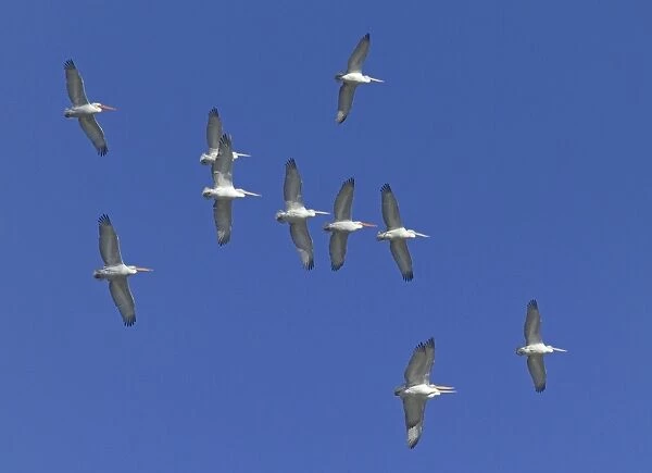 Dalmatian Pelicans Pelicanus crispus migrating Bulgaria