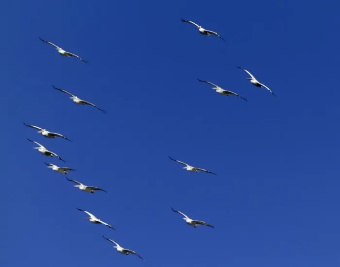 Framed Print : Dalmatian Pelicans Pelicanus crispus migrating Bulgaria Framed Print : Dalmatian Pelicans Pelicanus crispus migrating Bulgaria