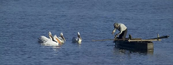 Dalmatian Pelicans Pelicanus crispus waiting for a hand out from fisherman Lake Kerkini