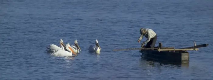 Framed Print : Dalmatian Pelicans Pelicanus crispus waiting for a hand out from fisherman Lake Kerkini Framed Print : Dalmatian Pelicans Pelicanus crispus waiting for a hand out from fisherman Lake Kerkini