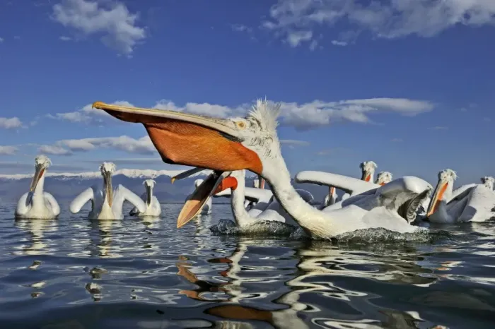 Framed Print : Dalmatian Pelicans Pelicanus cristatus feeding on fish at Lake Kerkini Northern Greece Framed Print : Dalmatian Pelicans Pelicanus cristatus feeding on fish at Lake Kerkini Northern Greece