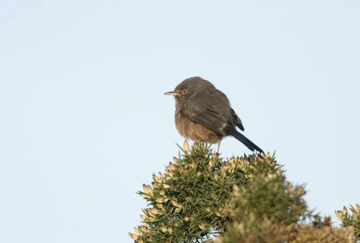 Framed Print : Dartford Warbler Sylvia undata female on lowland heath Surrey April Framed Print : Dartford Warbler Sylvia undata female on lowland heath Surrey April