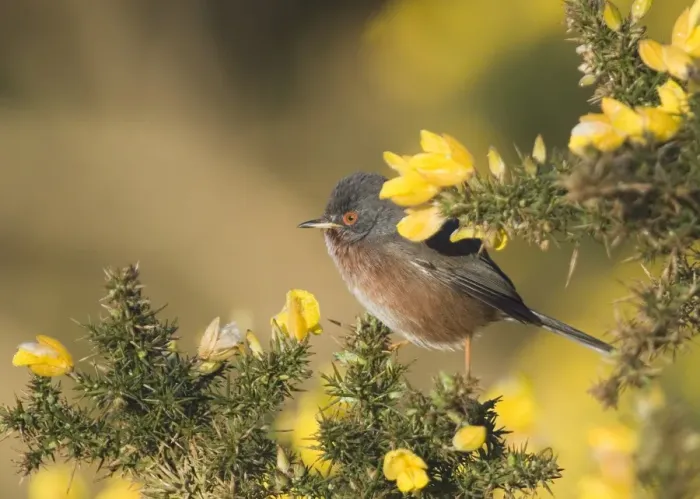 Framed Print : Dartford Warbler Sylvia undata male on lowland heath Surrey April Framed Print : Dartford Warbler Sylvia undata male on lowland heath Surrey April