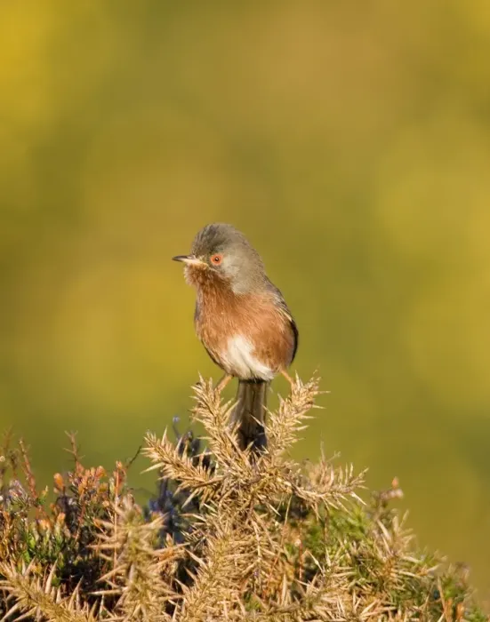 Framed Print : Dartford Warbler Sylvia undata male on lowland heath Surrey April Framed Print : Dartford Warbler Sylvia undata male on lowland heath Surrey April