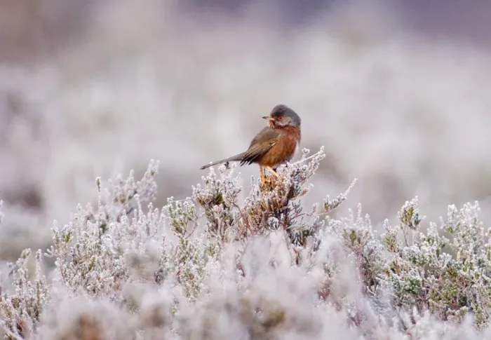 Framed Print : Dartford Warbler Sylvia undata male on lowland heath Surrey on frosty morning April Framed Print : Dartford Warbler Sylvia undata male on lowland heath Surrey on frosty morning April