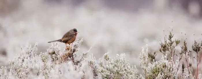 Framed Print : Dartford Warbler Sylvia undata male on lowland heath Surrey on frosty morning April Framed Print : Dartford Warbler Sylvia undata male on lowland heath Surrey on frosty morning April