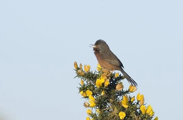 Dartford Warbler Sylvia undata male in song on lowland heath Surrey April