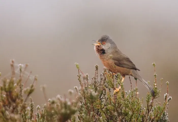 Framed Print : Dartford Warbler Sylvia undata male in song on lowland heath Surrey on frosty morning Framed Print : Dartford Warbler Sylvia undata male in song on lowland heath Surrey on frosty morning