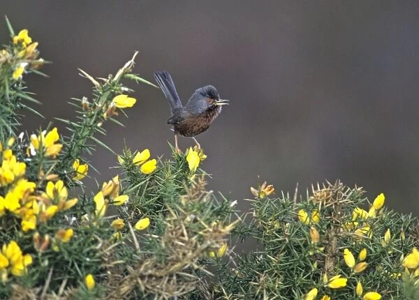 Dartford Warbler Sylvia undata in song on top of gorse Dorset UK spring