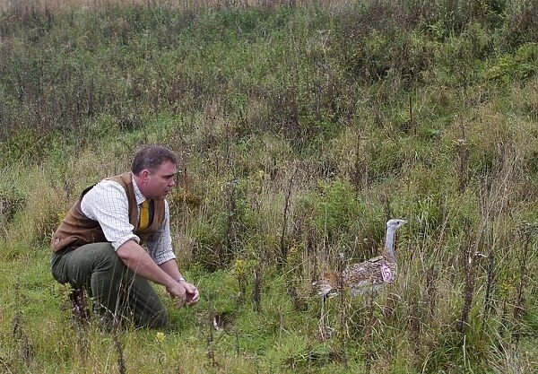 David Waters of the Great Bustard Group releasing a Great Bustard on to Salisbury