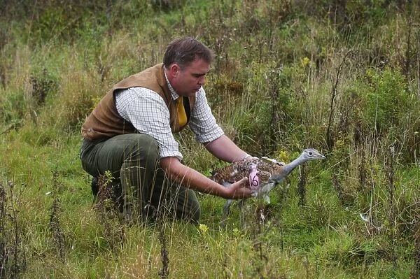 David Waters of the Great Bustard Group releasing a Great Bustard on to Salisbury