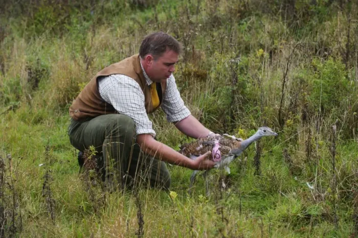 Framed Print : David Waters of the Great Bustard Group releasing a Great Bustard on to Salisbury
