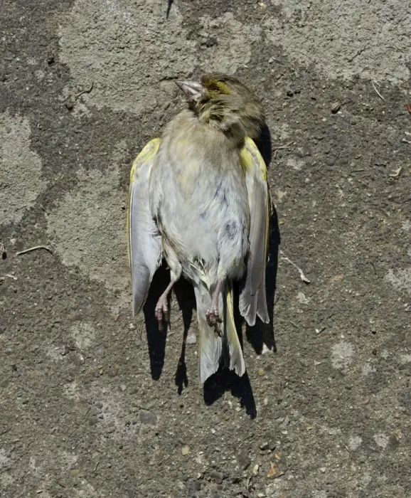 Framed Print : Dead Greenfinch Carduelis chloris in garden Norfolk