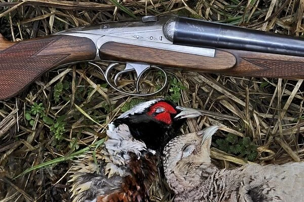 Dead Pheasants and shotgun Norfolk winter