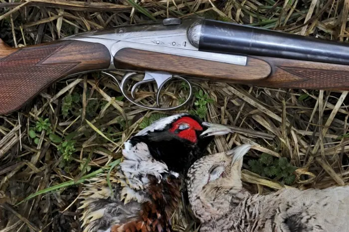 Framed Print : Dead Pheasants and shotgun Norfolk winter Framed Print : Dead Pheasants and shotgun Norfolk winter