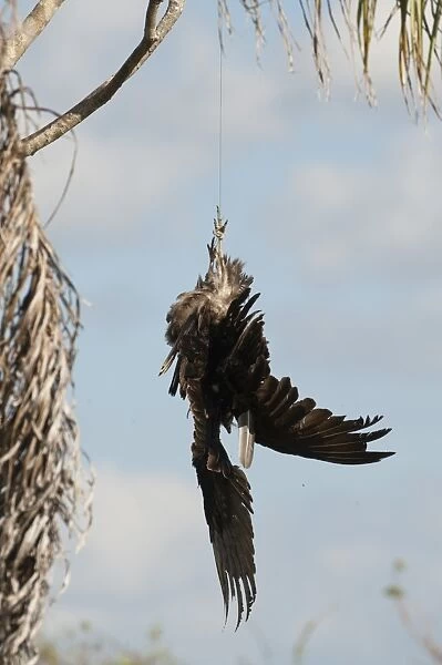 Dead Turkey Vulture hung in Anhinga Trail car park in Florida Everglades to try and