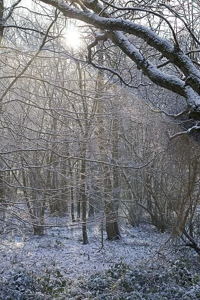 Deciduous woodland in winter Kelling Norfolk