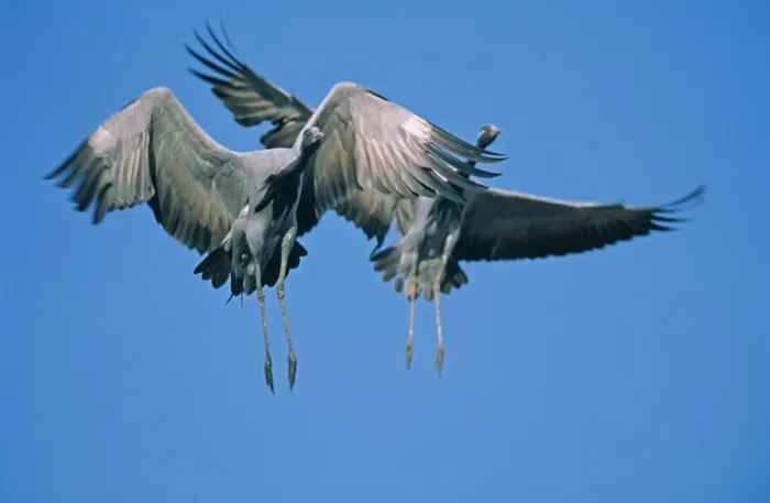 Framed Print : Demoiselle Cranes, Anthropoides virgo, pair coming into land, Khichan, India, November Framed Print : Demoiselle Cranes, Anthropoides virgo, pair coming into land, Khichan, India, November