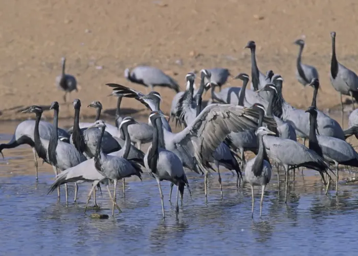 Framed Print : Demoiselle Cranes Anthropoides virgo Khichan Rajasthan India November Framed Print : Demoiselle Cranes Anthropoides virgo Khichan Rajasthan India November