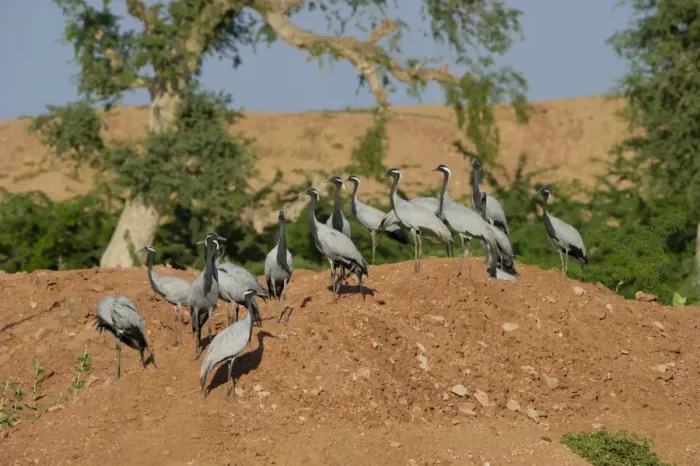 Framed Print : Demoiselle Cranes Anthropoides virgo at Kichan in Thar Desert Rajasthan India November Framed Print : Demoiselle Cranes Anthropoides virgo at Kichan in Thar Desert Rajasthan India November