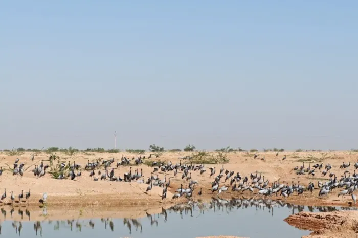 Framed Print : Demoiselle Cranes Anthropoides virgo at Kichan in Thar Desert Rajasthan India November Framed Print : Demoiselle Cranes Anthropoides virgo at Kichan in Thar Desert Rajasthan India November
