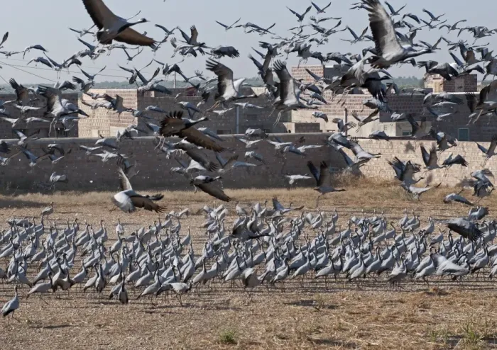 Framed Print : Demoiselle Cranes Anthropoides virgo at Kichan in Thar Desert Rajasthan India November
