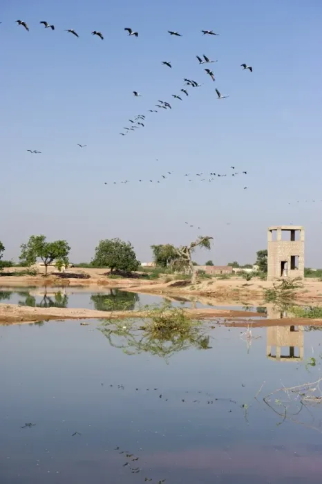 Framed Print : Demoiselle Cranes Anthropoides virgo at Kichan in Thar Desert Rajasthan India November