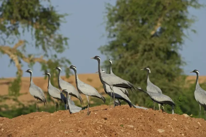 Framed Print : Demoiselle Cranes Anthropoides virgo at Kichan in Thar Desert Rajasthan India November