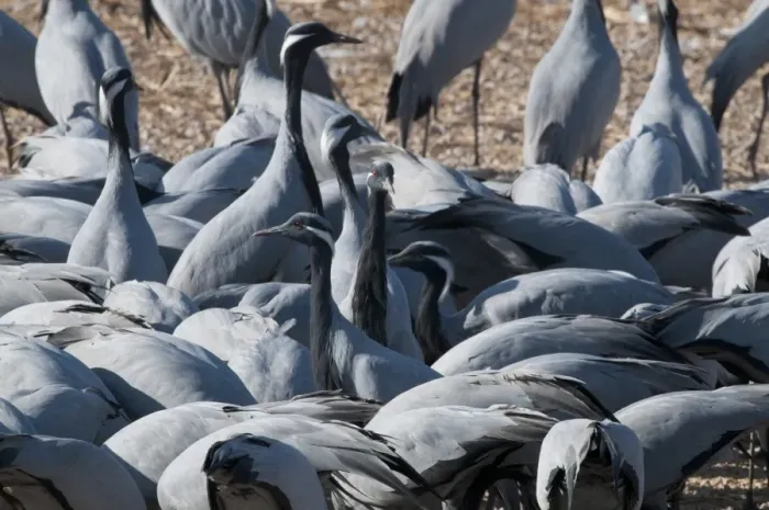 Framed Print : Demoiselle Cranes Anthropoides virgo at Kichan in Thar Desert Rajasthan India November