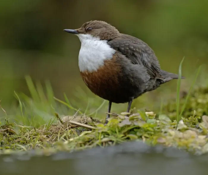 Framed Print : Dipper Cinclus cinclus Derbyshire April UK Framed Print : Dipper Cinclus cinclus Derbyshire April UK