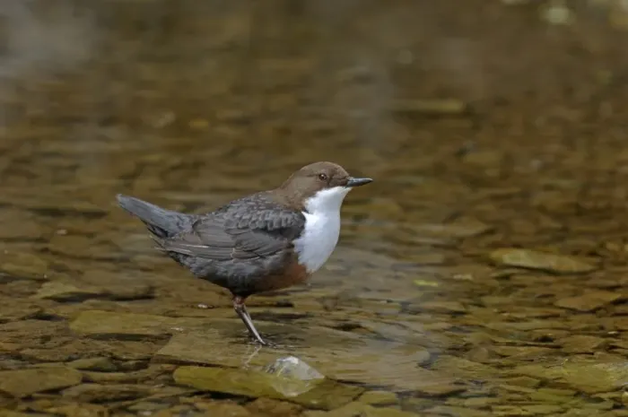 Framed Print : Dipper Cinclus cinclus Derbyshire April UK Framed Print : Dipper Cinclus cinclus Derbyshire April UK