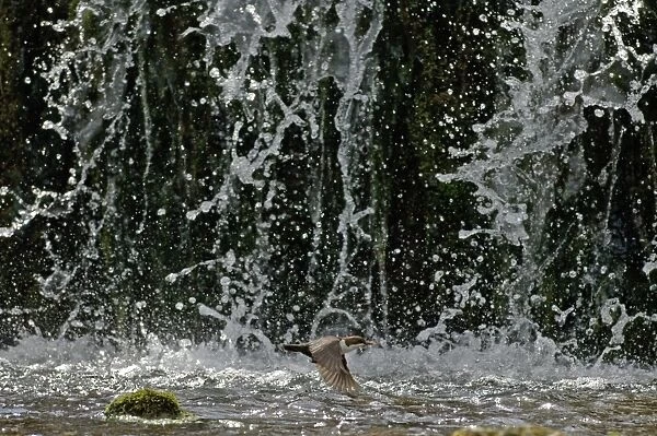 Dipper Cinclus cinclus flying across face of waterfall Derbyshire spring