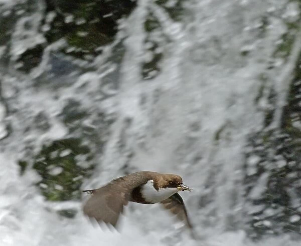 Dipper Cinclus cinclus flying across waterfall with food in mouth for young at nest
