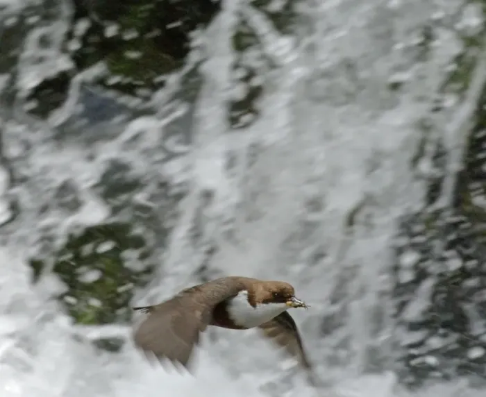 Framed Print : Dipper Cinclus cinclus flying across waterfall with food in mouth for young at nest Framed Print : Dipper Cinclus cinclus flying across waterfall with food in mouth for young at nest