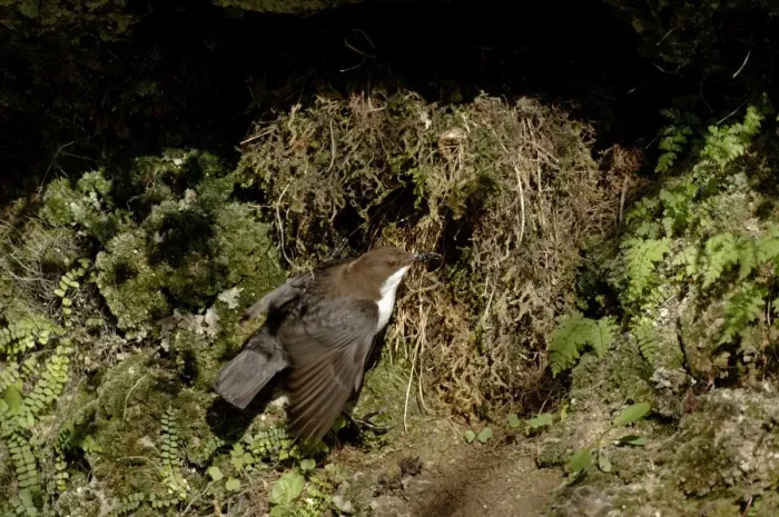 Framed Print : Dipper Cinclus cinclus at nest under overhang by waterfalll Derbyshire April UK Framed Print : Dipper Cinclus cinclus at nest under overhang by waterfalll Derbyshire April UK