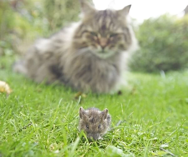 Domestic tabby cat and House Mouse