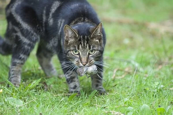 Domestic tabby cat with mouse UK