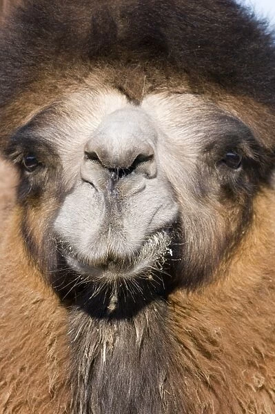 Domesticated Bactrian Camel Camelus batrianus Khongoryn Els sand dunes in southern
