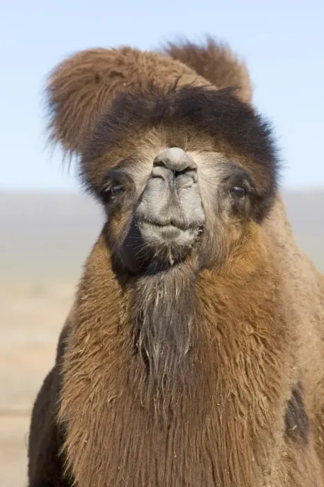Framed Print : Domesticated Bactrian Camel Camelus batrianus breeding male in pen at nomads Ger Framed Print : Domesticated Bactrian Camel Camelus batrianus breeding male in pen at nomads Ger