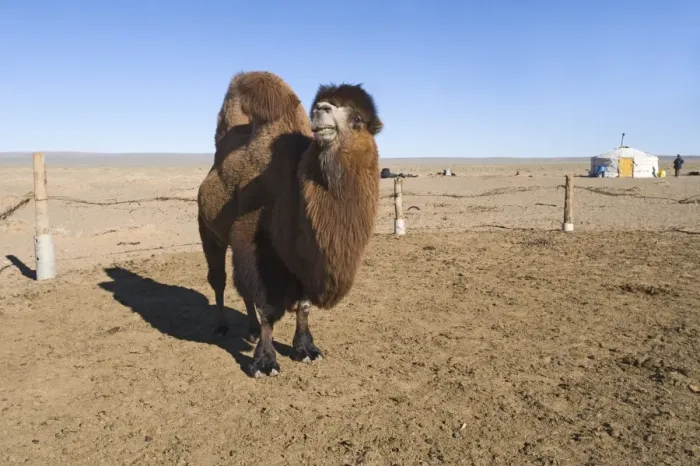 Framed Print : Domesticated Bactrian Camel Camelus batrianus breeding male in pen at nomads Ger Framed Print : Domesticated Bactrian Camel Camelus batrianus breeding male in pen at nomads Ger